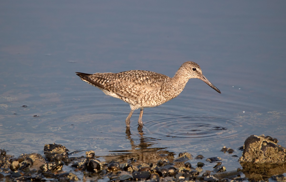 Willet - ML601898001