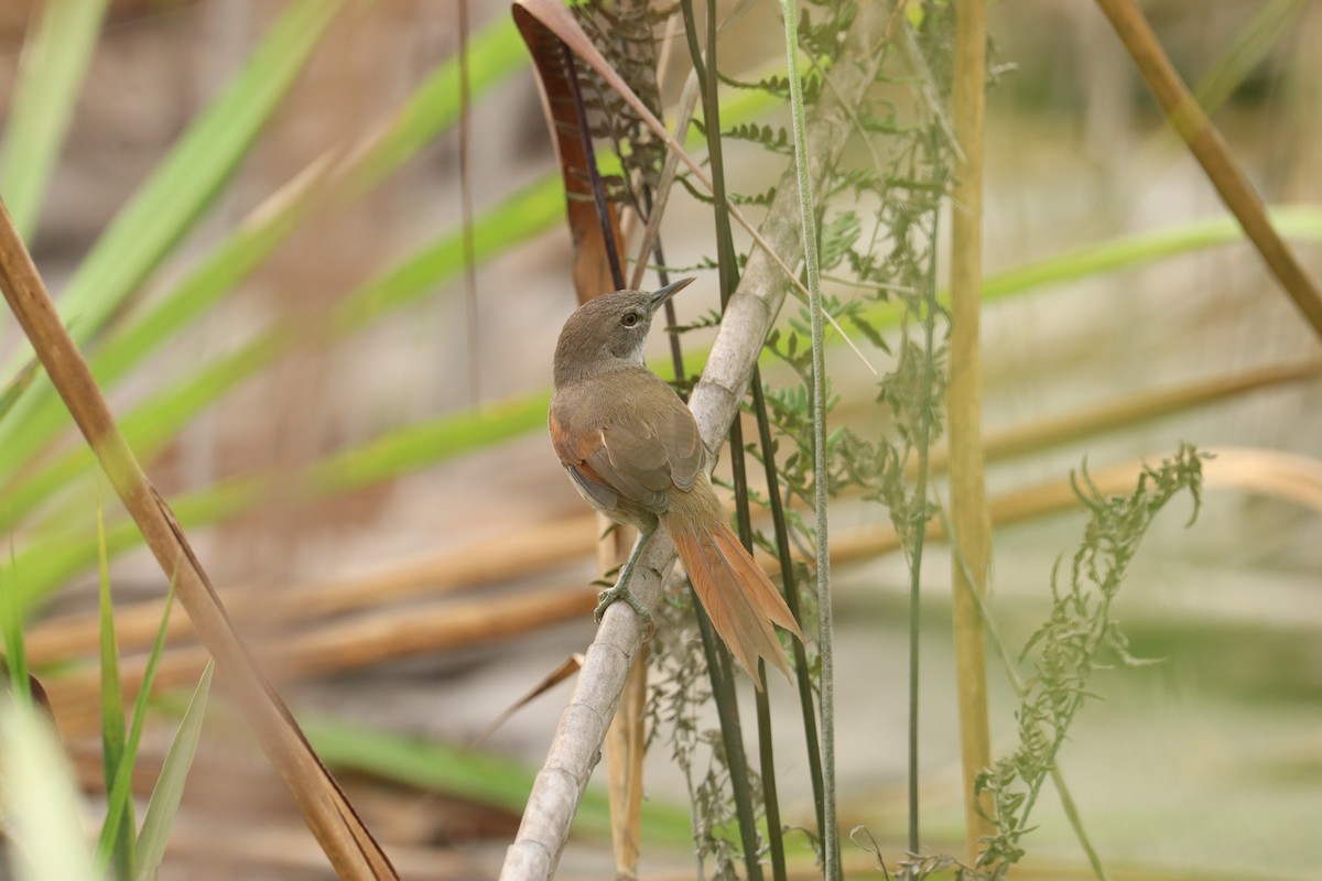 White-bellied Spinetail - ML601898271