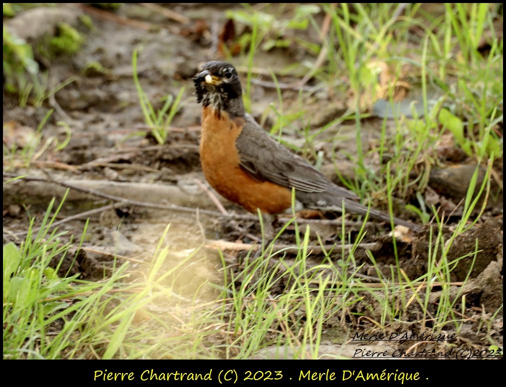 vandretrost - ML601898521