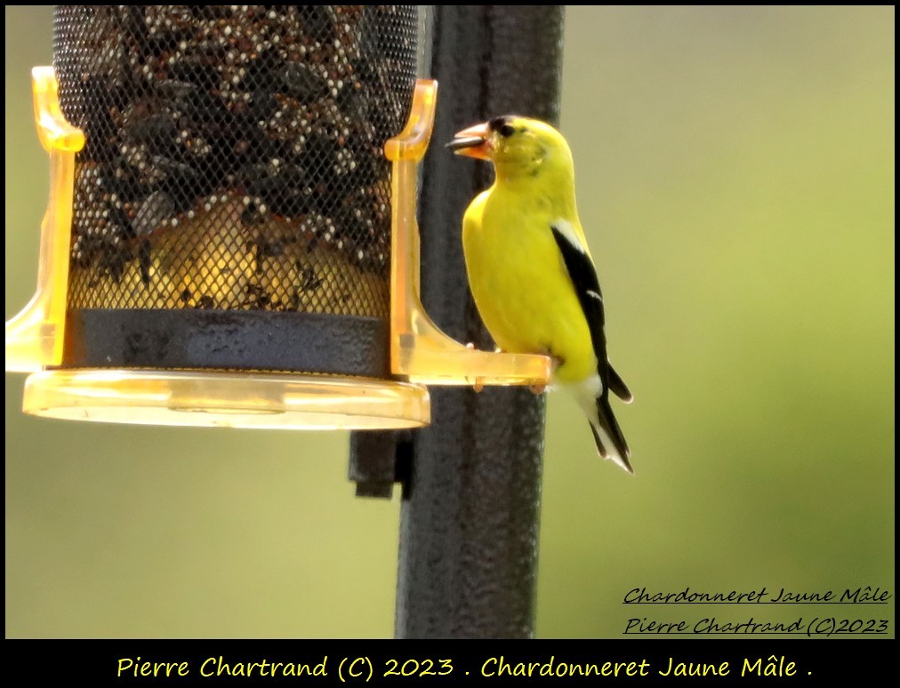 gulstillits - ML601898551