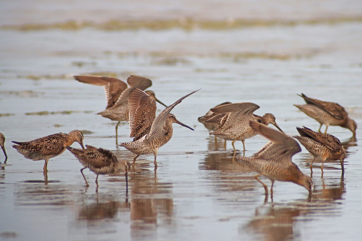 Short-billed Dowitcher - Corey Finger