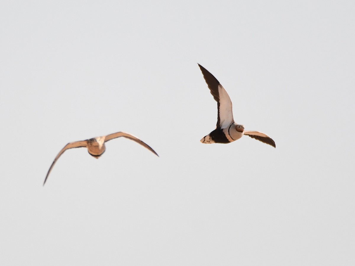 Black-bellied Sandgrouse - uri laor