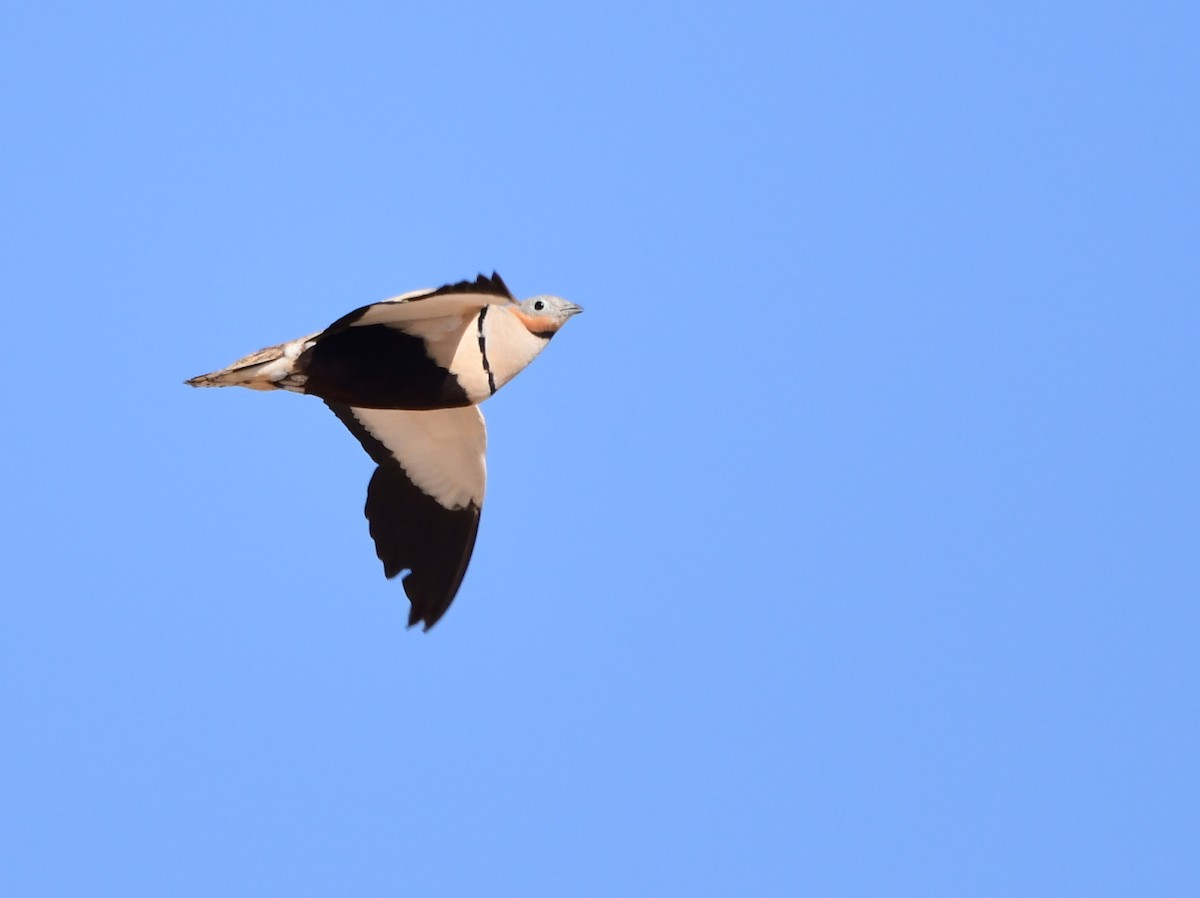 Black-bellied Sandgrouse - uri laor