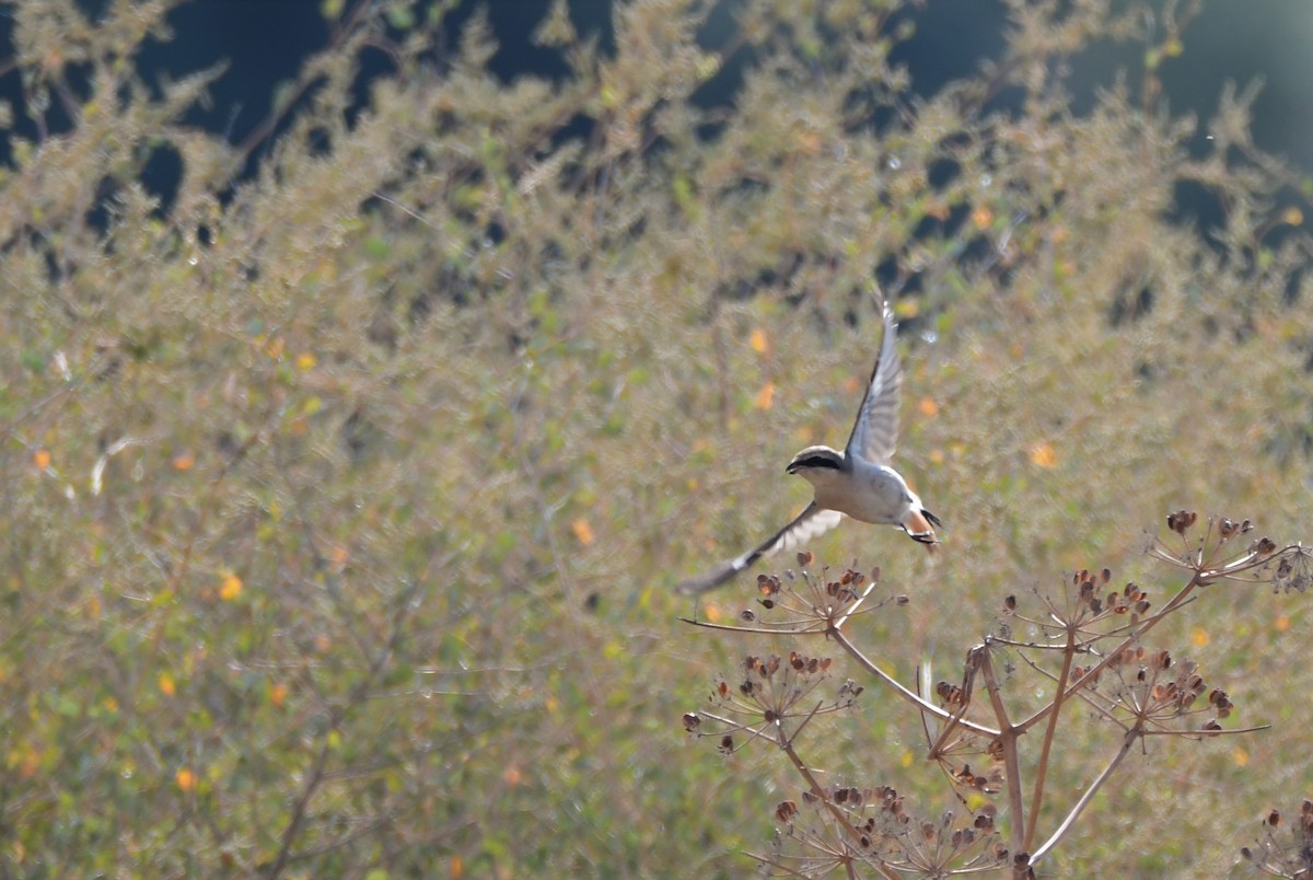 Isabelline Shrike - ML601900201