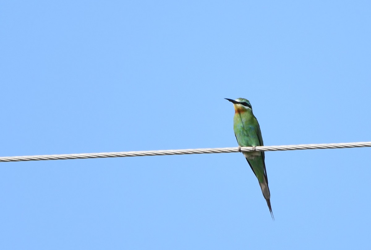 Blue-cheeked Bee-eater - ML601900381