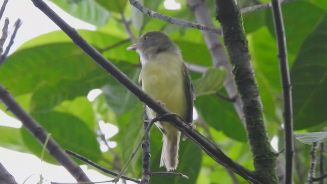 buskvireo - ML601901321