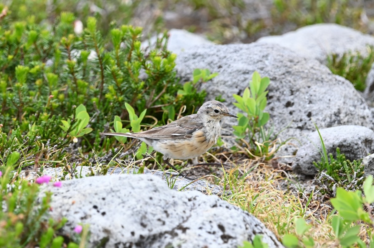 American Pipit - ML601901331