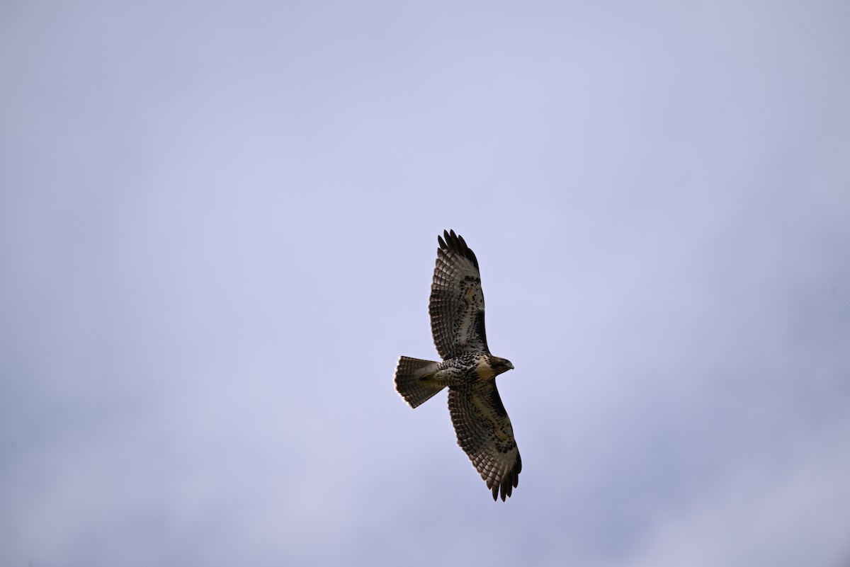 Red-tailed Hawk - ML601901551