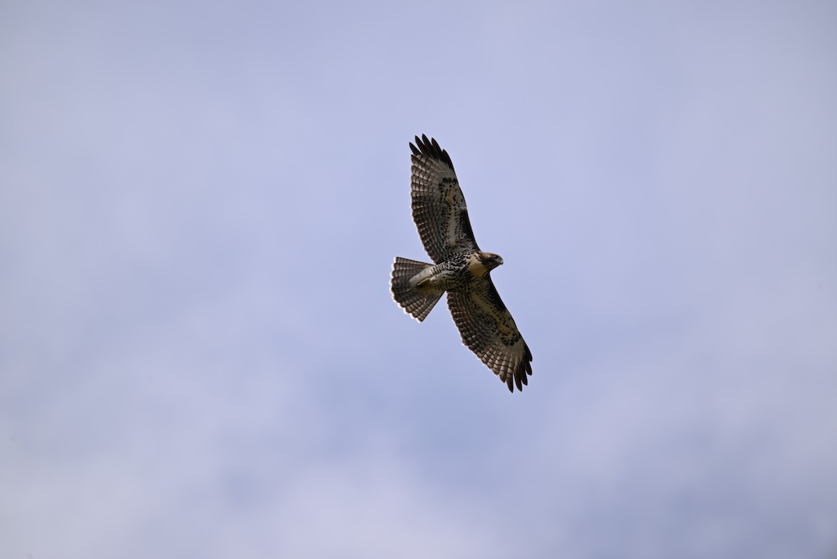 Red-tailed Hawk - ML601901561