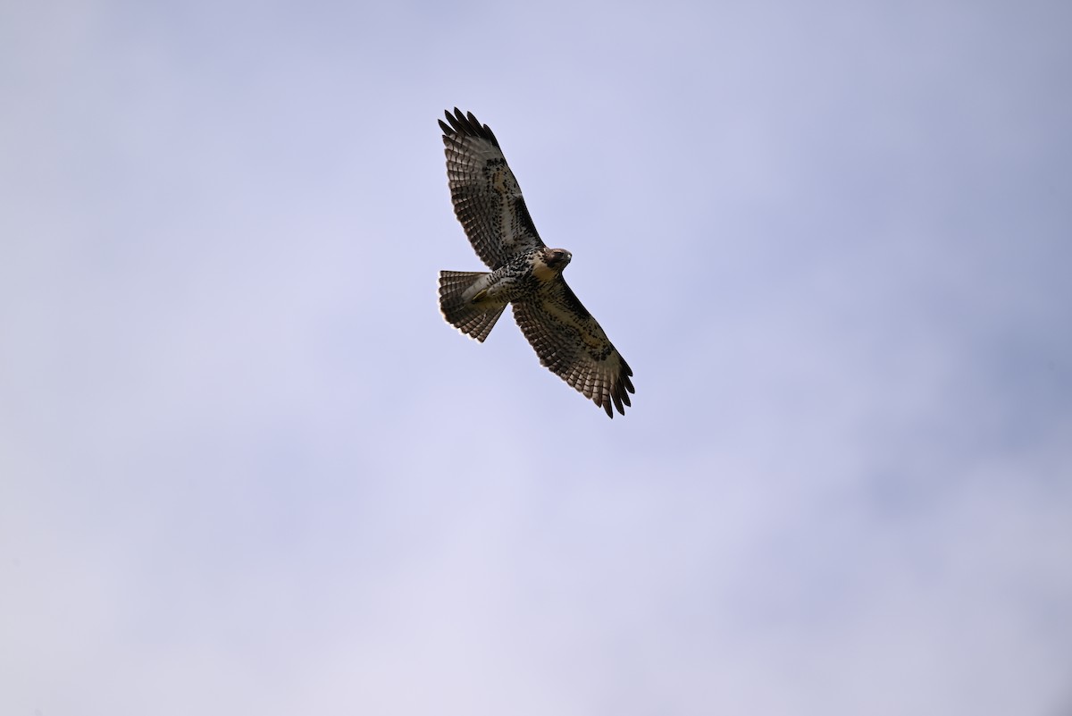 Red-tailed Hawk - ML601901571