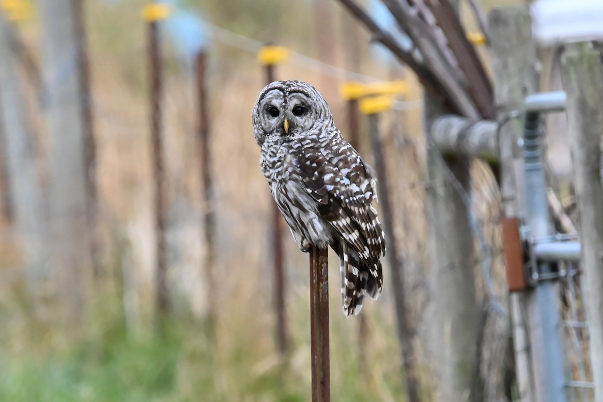 Barred Owl - ML601902121