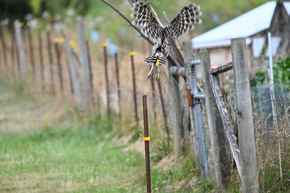 Barred Owl - ML601902161