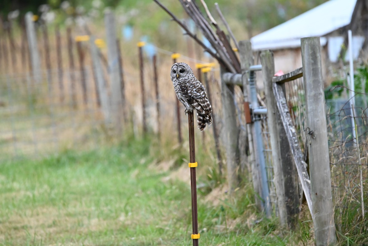 Barred Owl - ML601902171