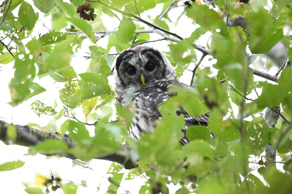 Barred Owl - ML601902181