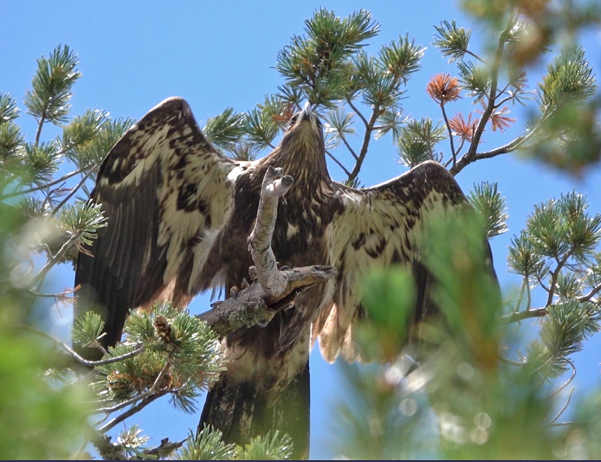 Bald Eagle - ML601902291