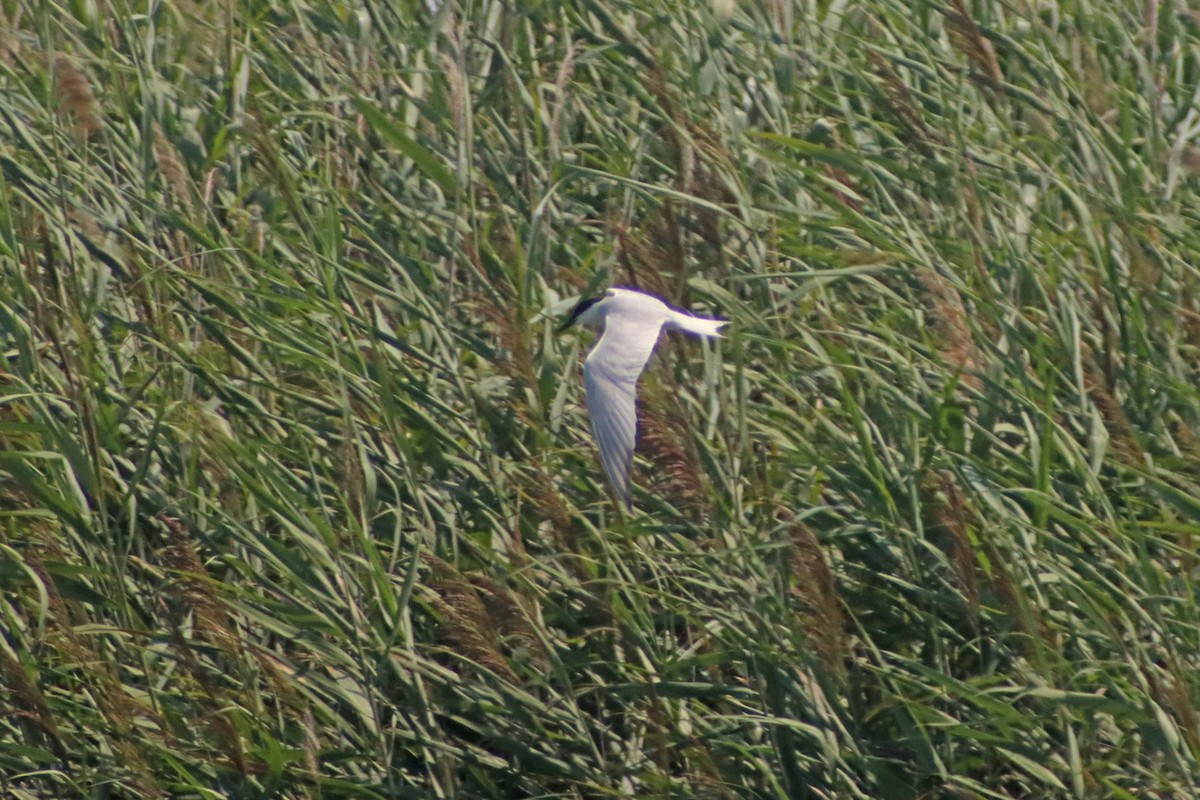 Gull-billed Tern - Corey Finger