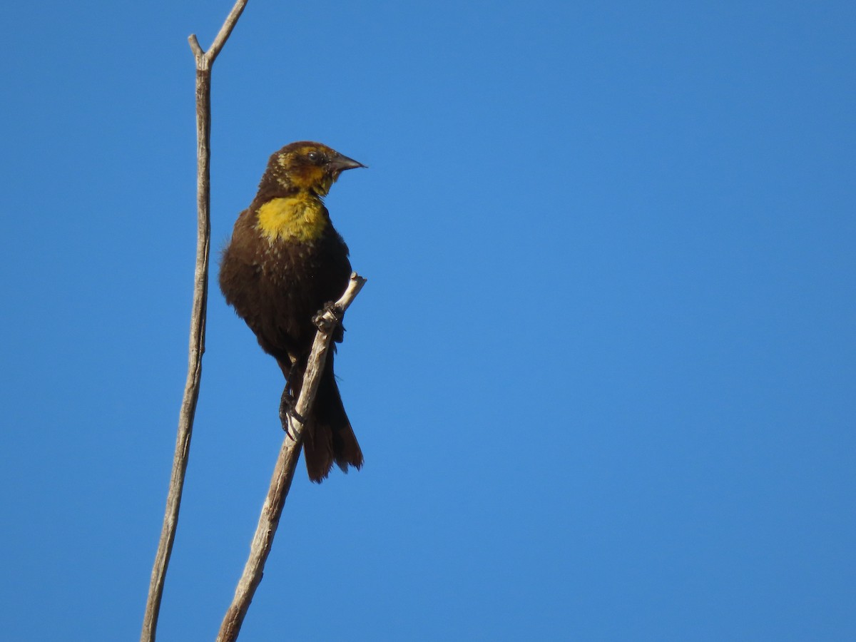 Yellow-headed Blackbird - douglas diekman