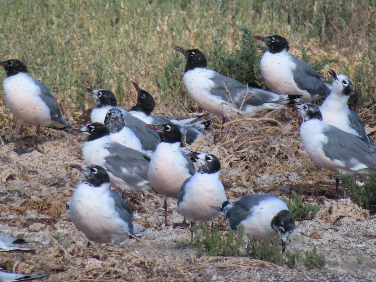 Franklin's Gull - Shane Patterson