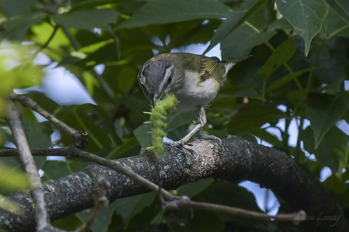 Red-eyed Vireo - Lucien Lemay