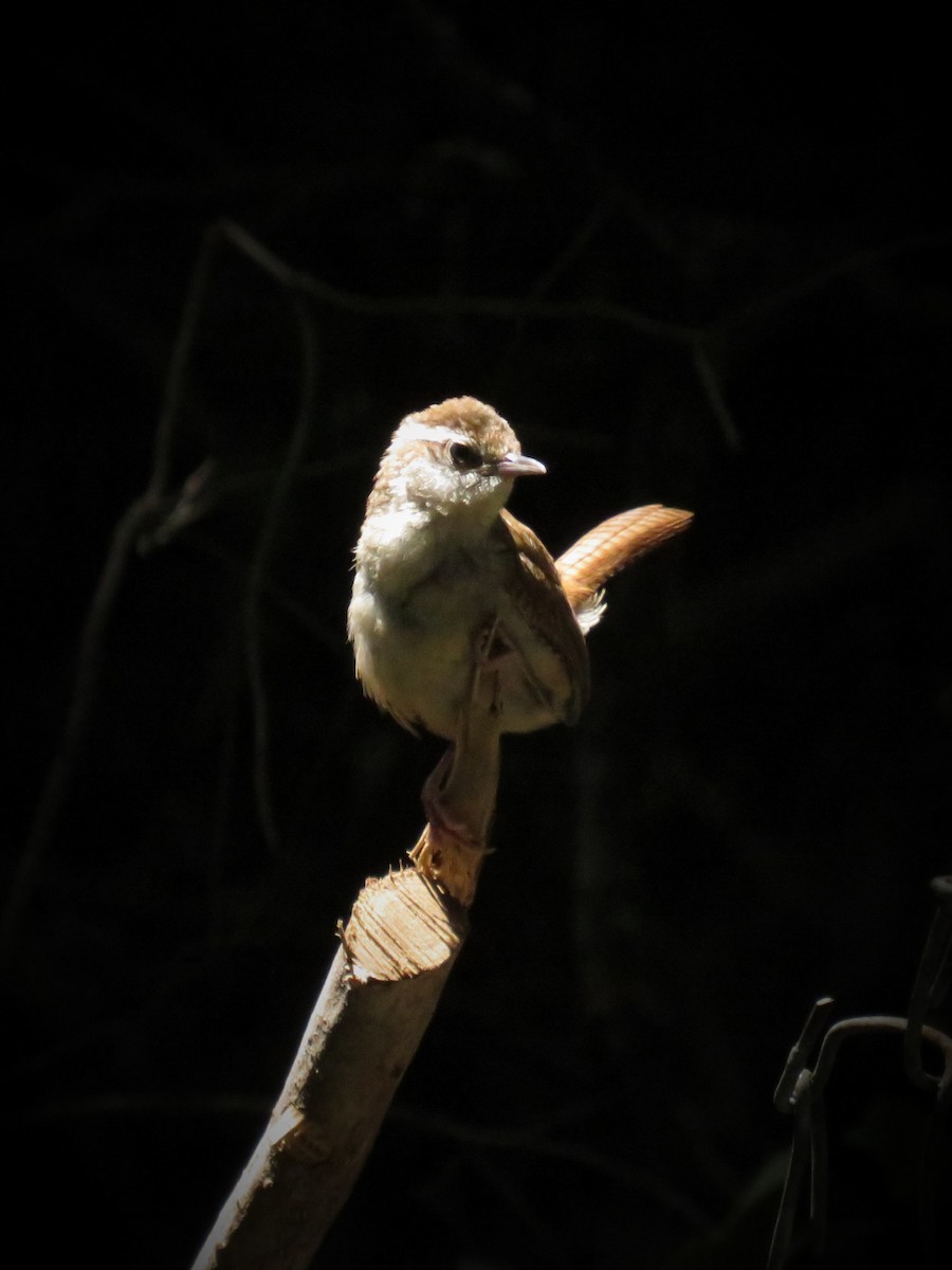 Carolina Wren - Eric Cormier