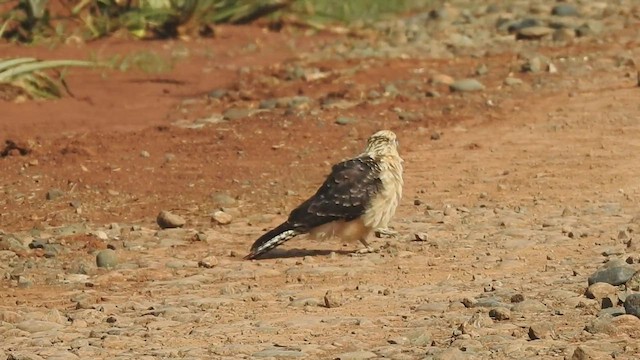 Caracara Chimachima - ML601907021