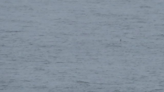 Océanite à queue fourchue - ML601907371