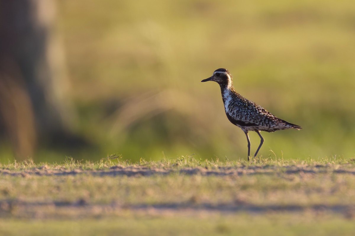 Pacific Golden-Plover - ML601908411