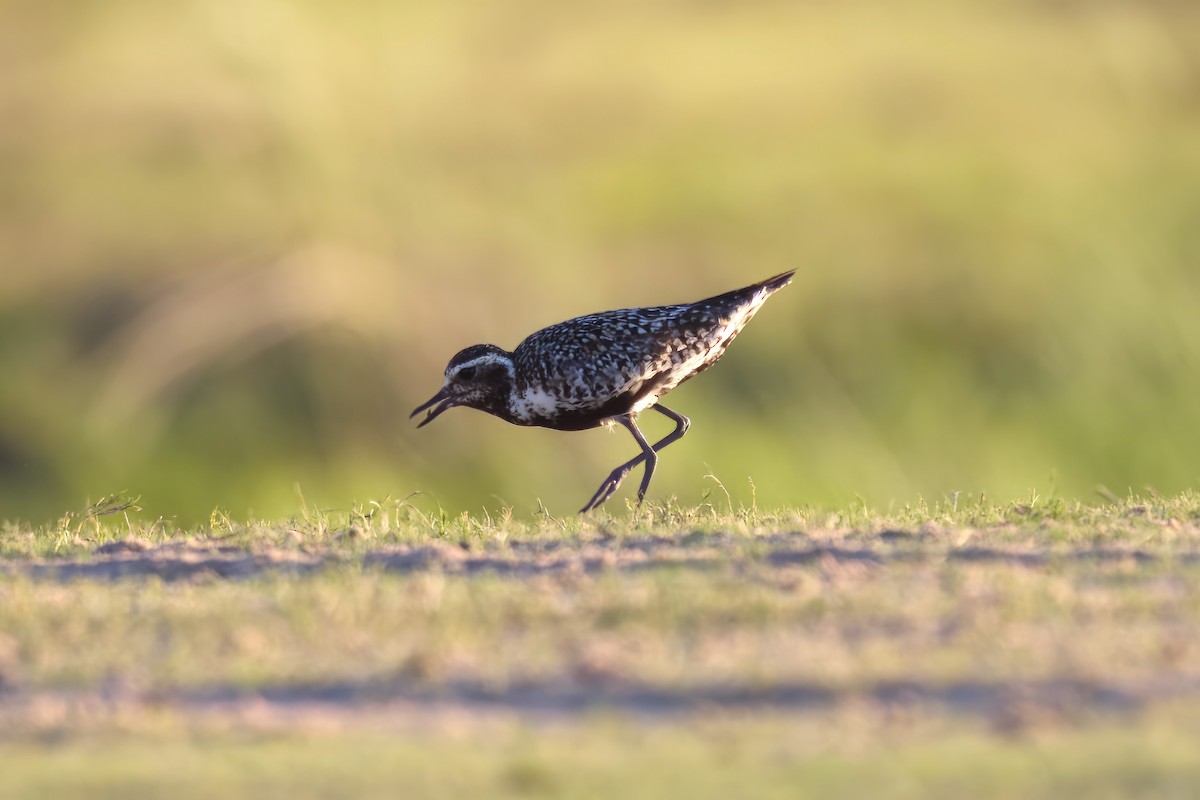 Pacific Golden-Plover - Clay Bliznick