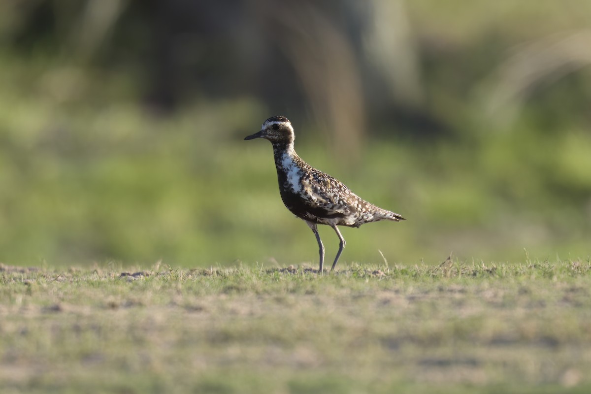 Pacific Golden-Plover - ML601908441