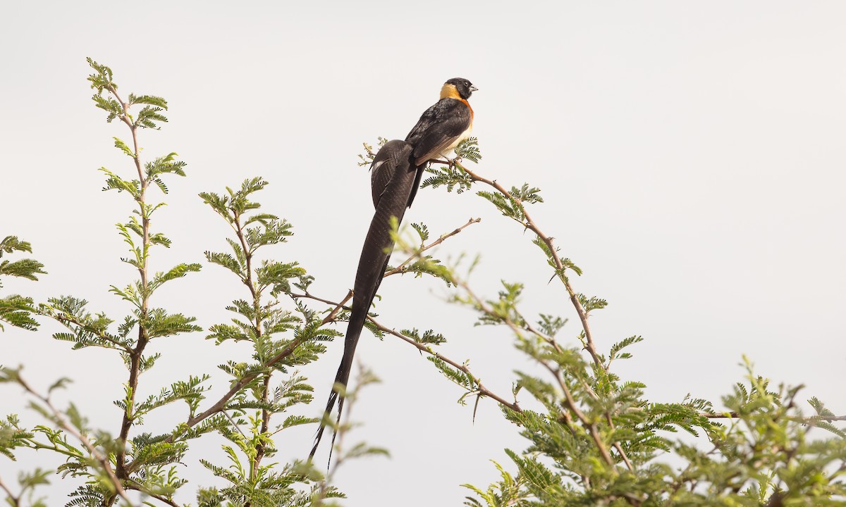 Eastern Paradise-Whydah - Steve Kelling