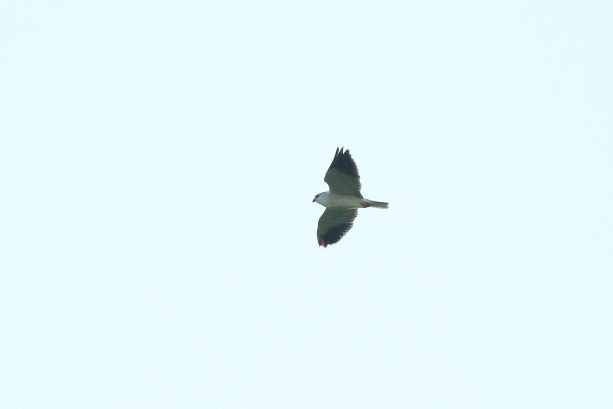 Black-winged Kite (African) - Simon Feys