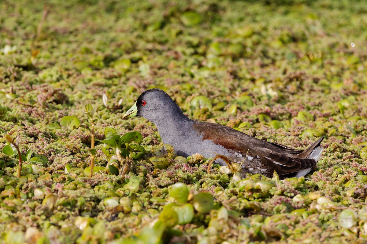 Gallinule à face noire - ML601910431