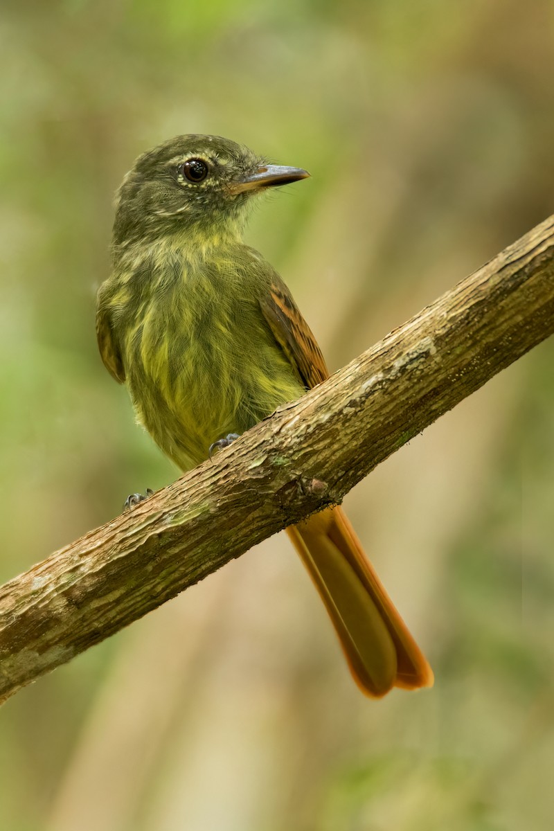 Rufous-tailed Flatbill - Juan Lopez (www.juanlopezbirdtours.com)