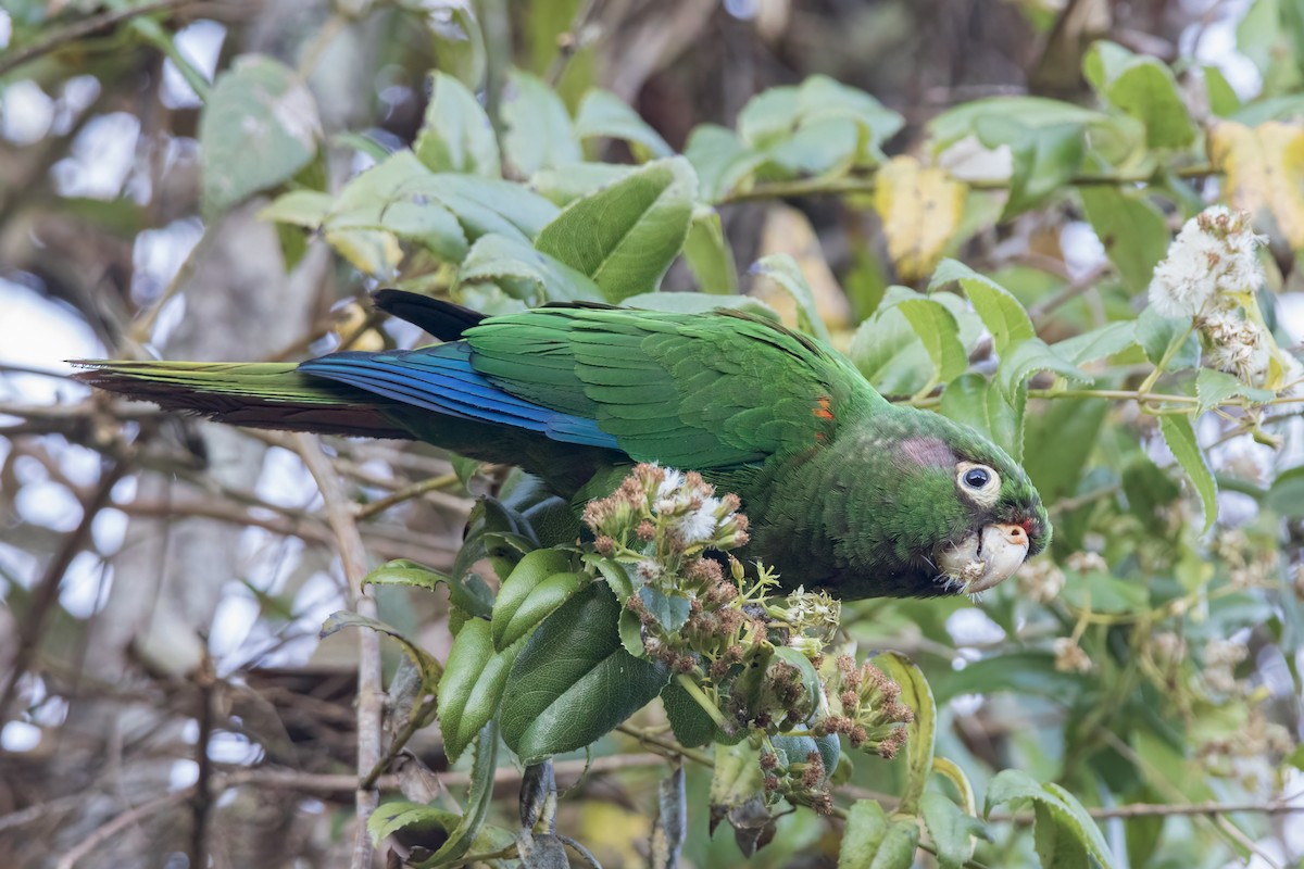 ミドリアカオウロコインコ - ML601911251