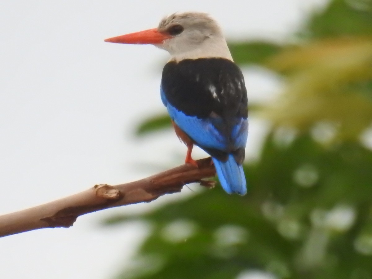 Gray-headed Kingfisher - ML60191331