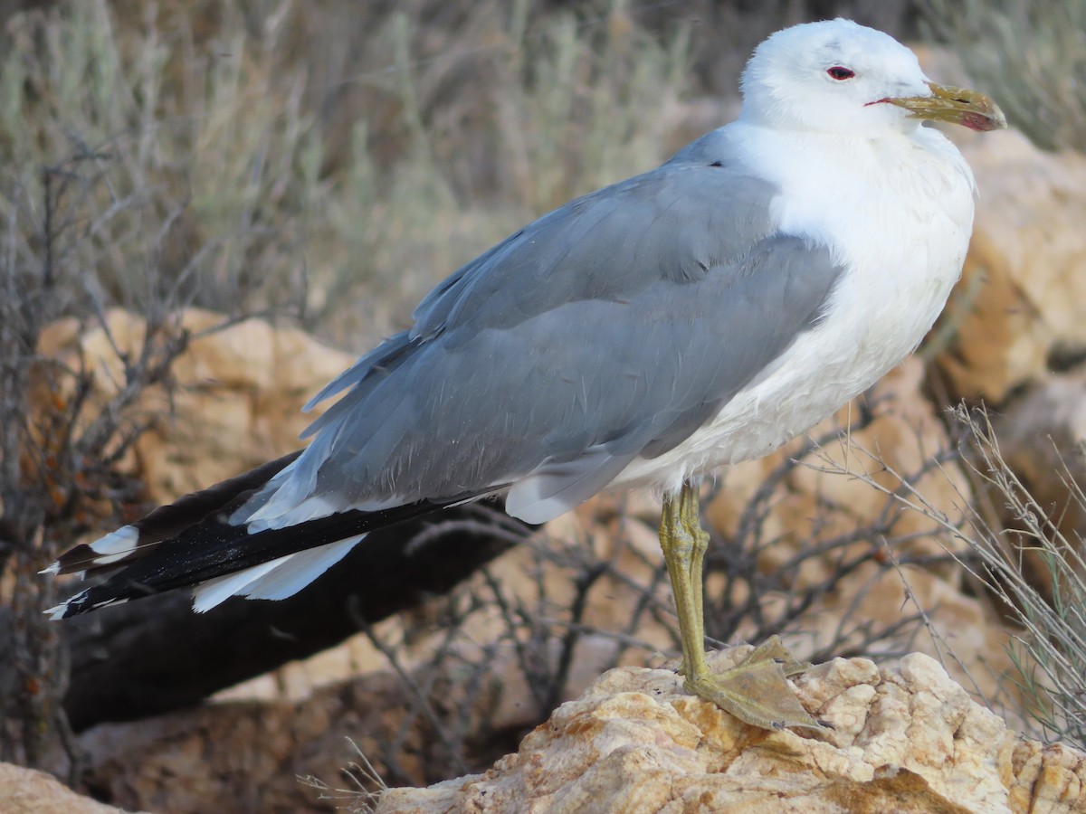 California Gull - Shane Patterson