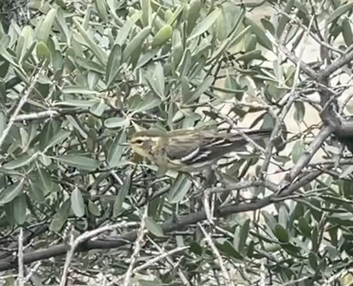 Blackburnian Warbler - ML601914801