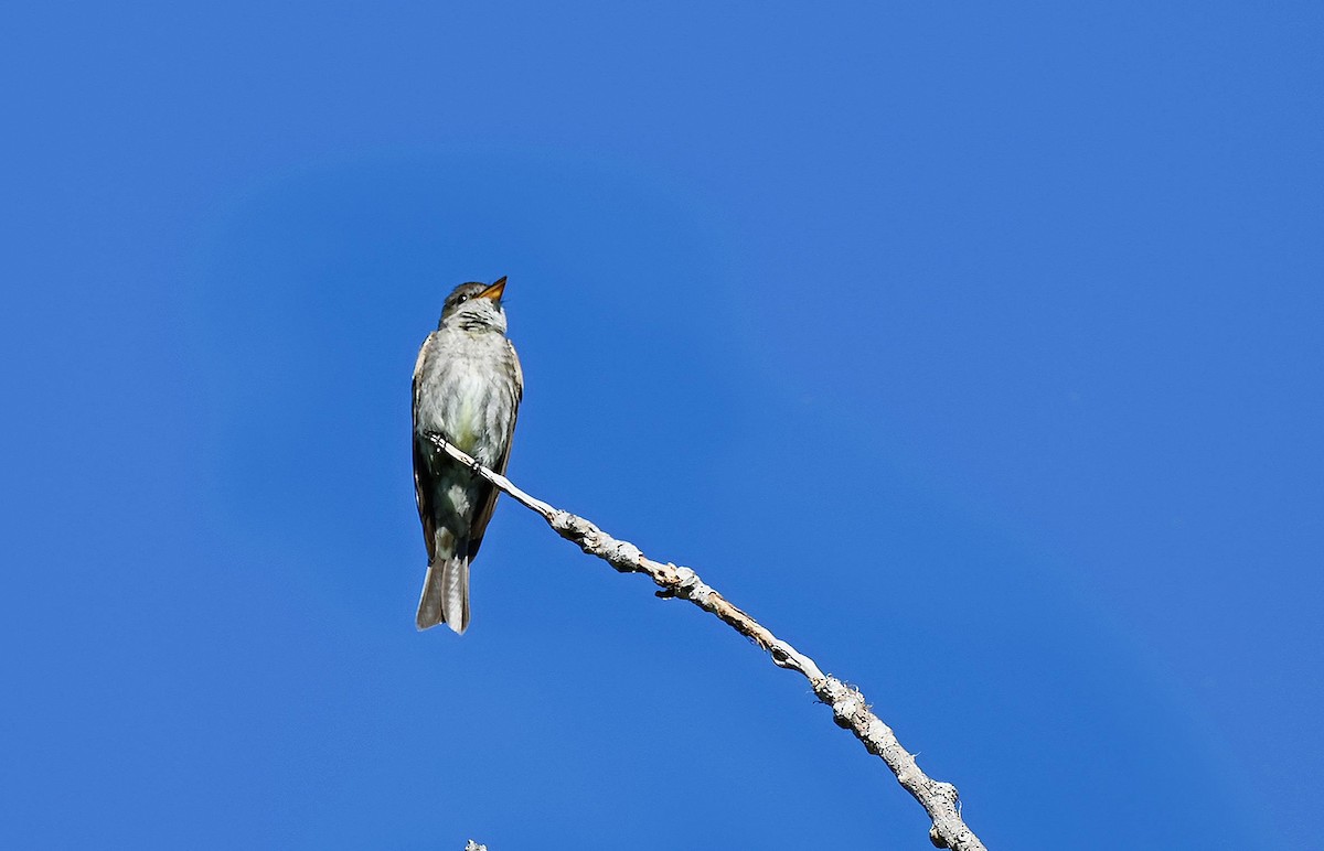 Western Wood-Pewee - ML601915141