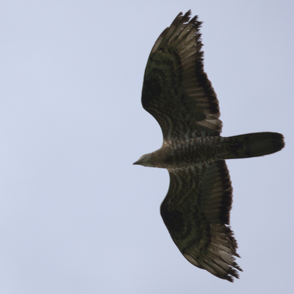 European Honey-buzzard - ML601916461