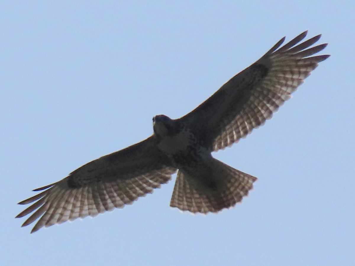 Red-tailed Hawk - ML601917411