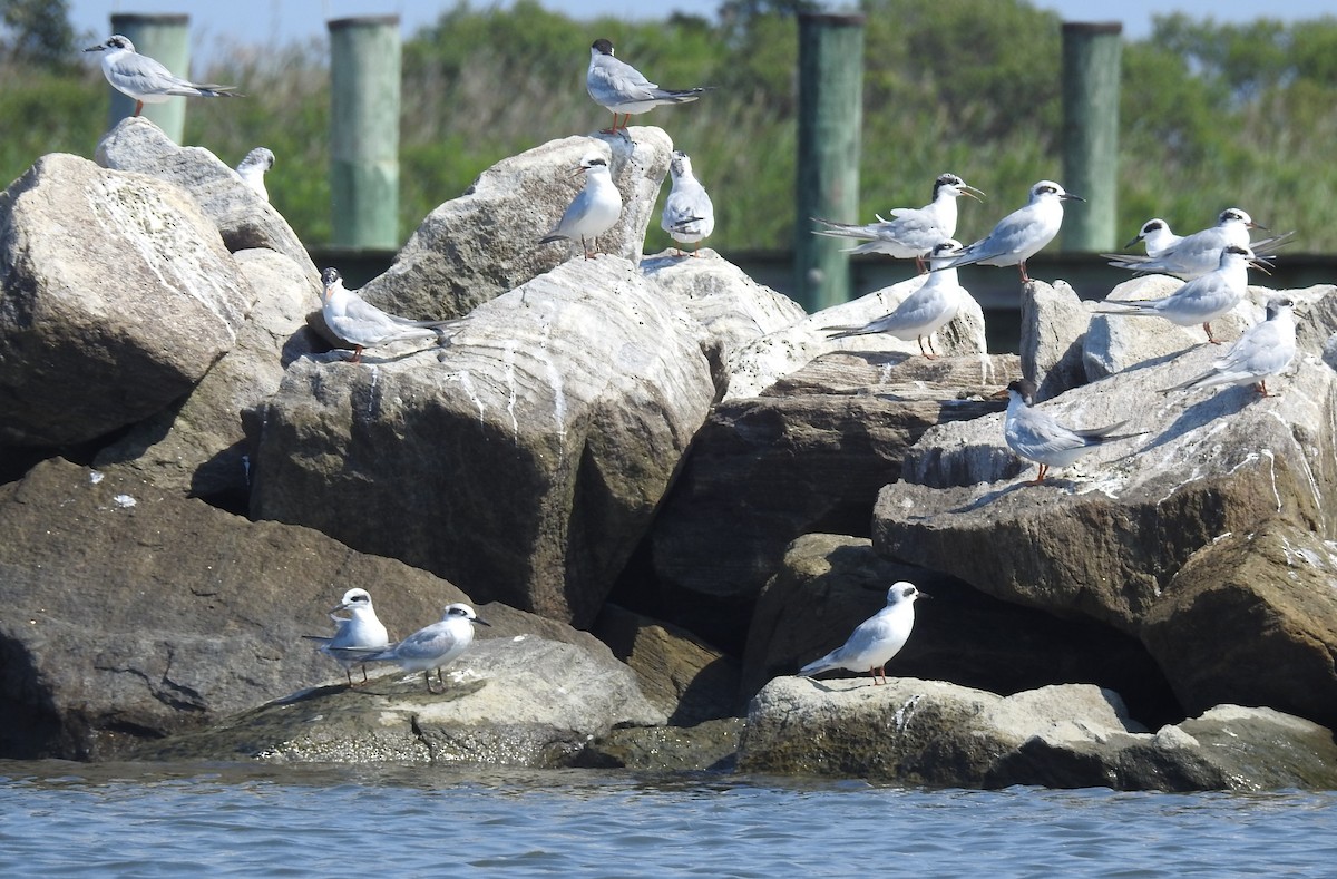 Forster's Tern - ML601917501