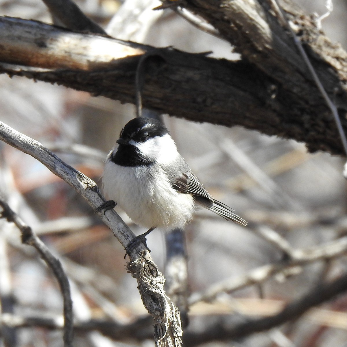 Black-capped/Mountain Chickadee - ML601917791