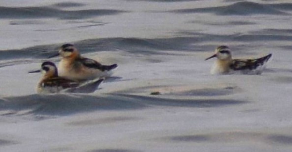 Red-necked Phalarope - ML601917841