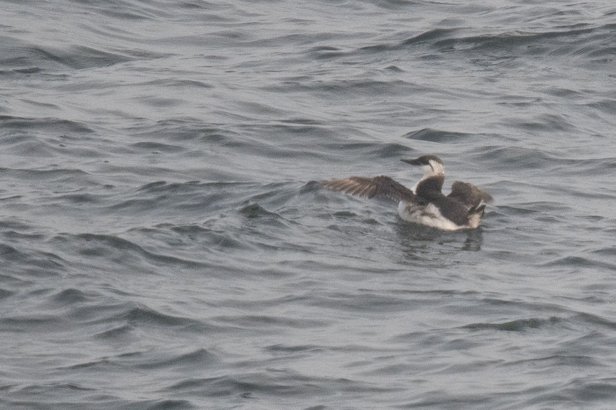 Common Murre - ML601917991