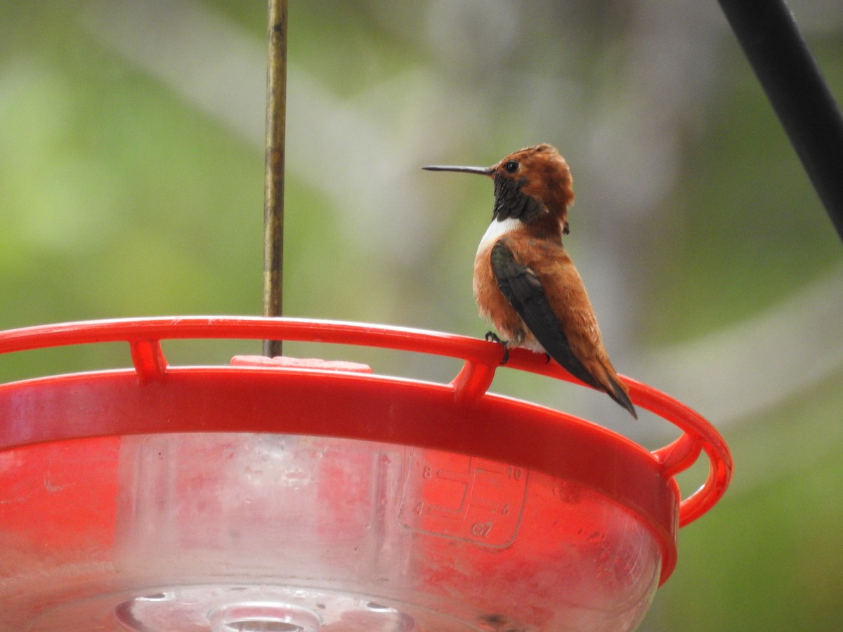 Rufous Hummingbird - ML601918571