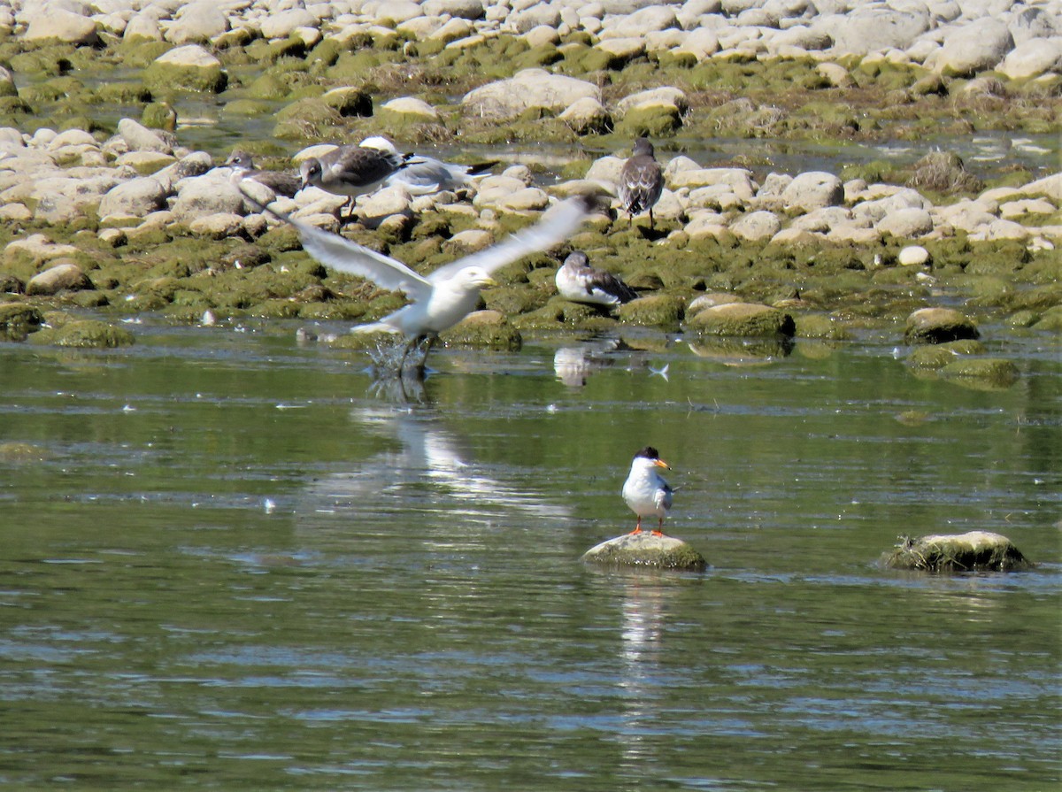 Forster's Tern - Teresa Weismiller