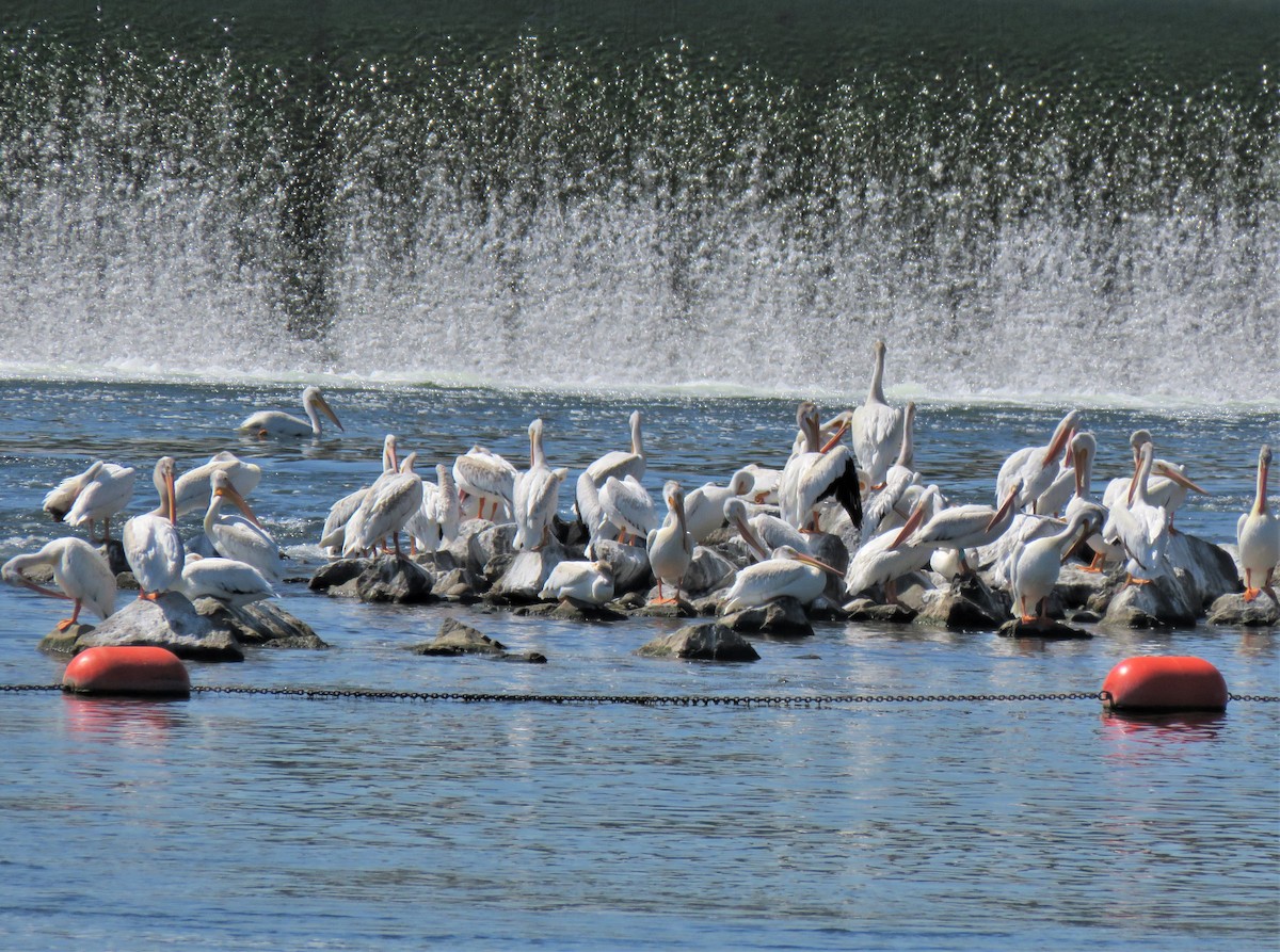 American White Pelican - Teresa Weismiller