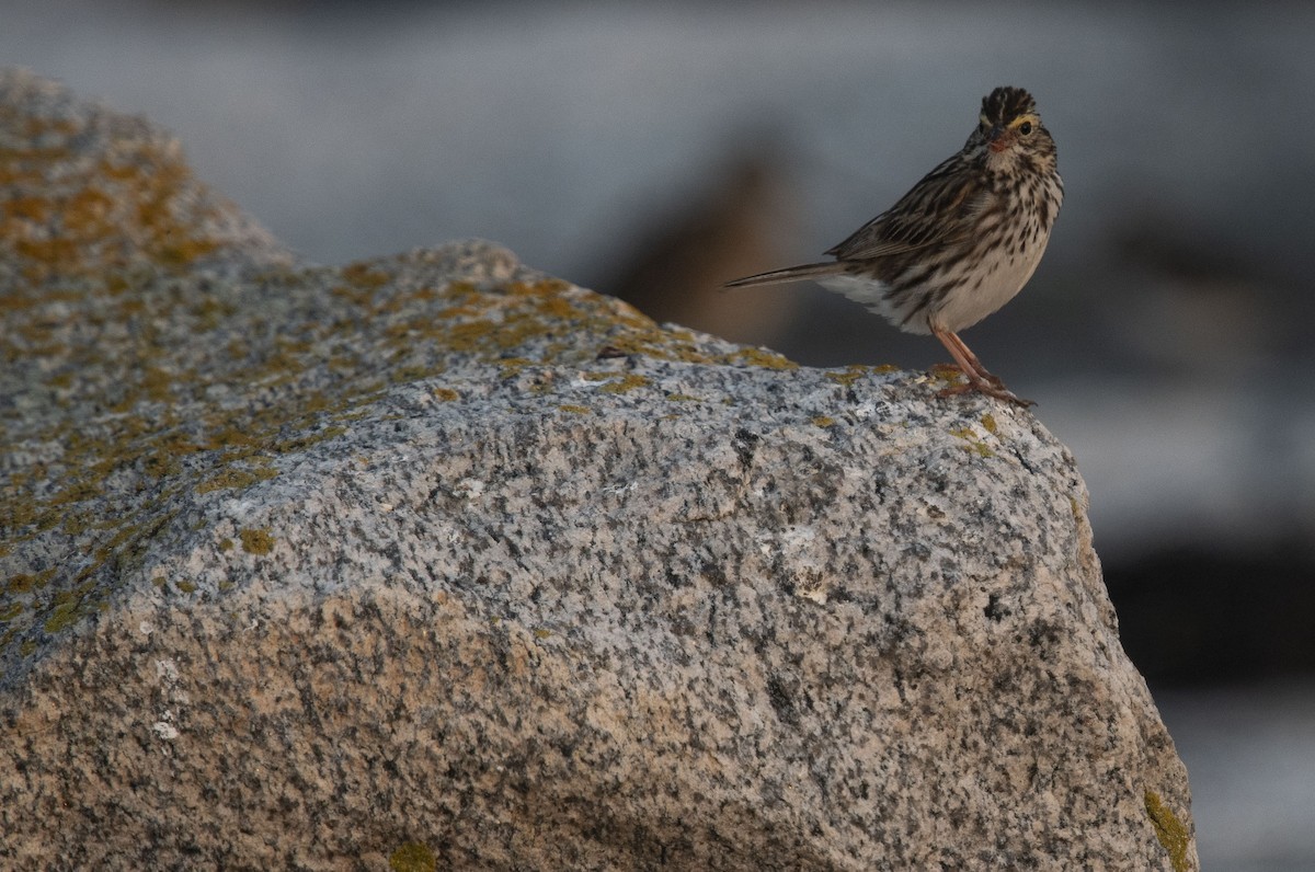 Savannah Sparrow - ML601919741