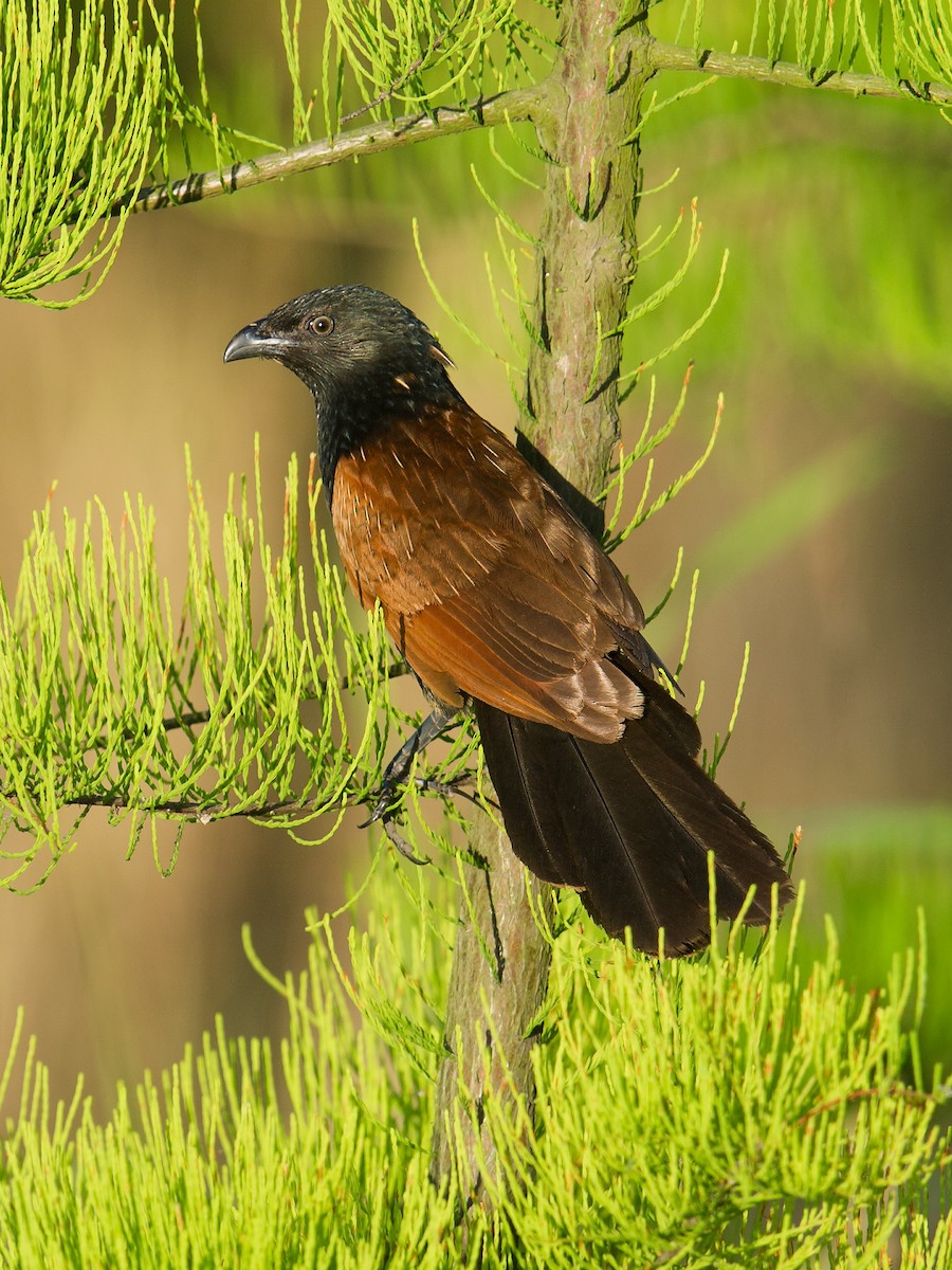 Lesser Coucal - ML60191981