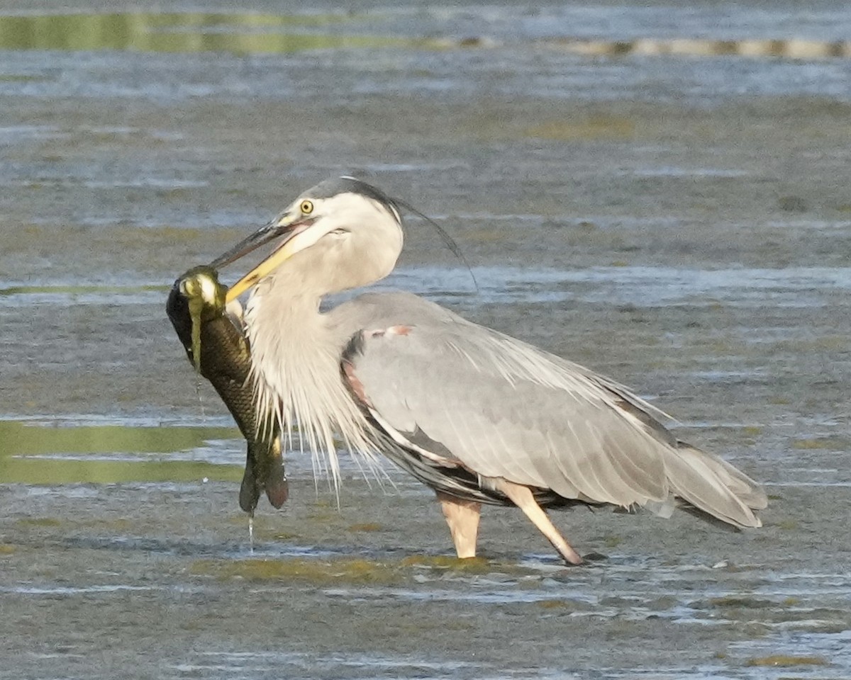 Great Blue Heron - ML601919831